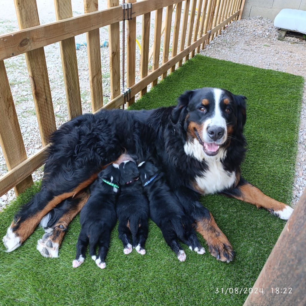 chiot Bouvier Bernois du Clan des Pattes Occitanes