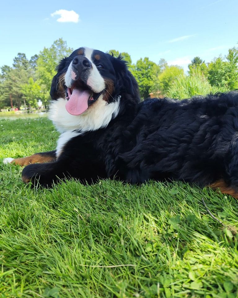 Des nouvelles de nos petits... Viggo