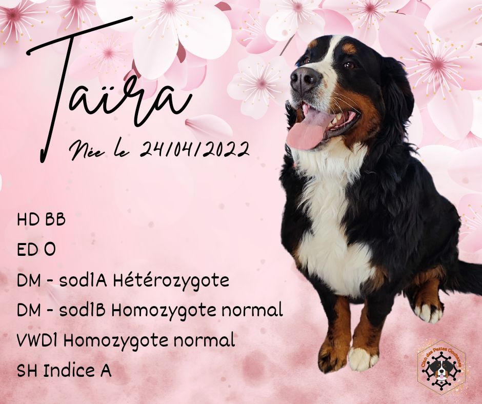 Taïra