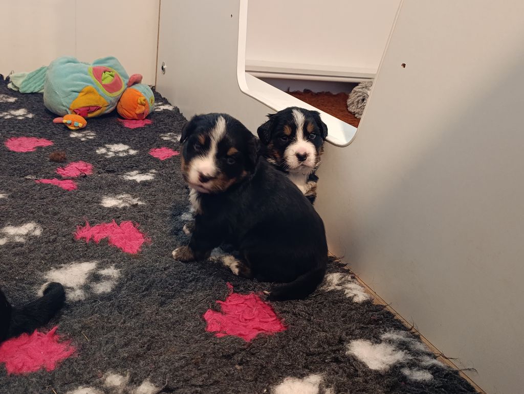 Portée Taïra X Rock Star