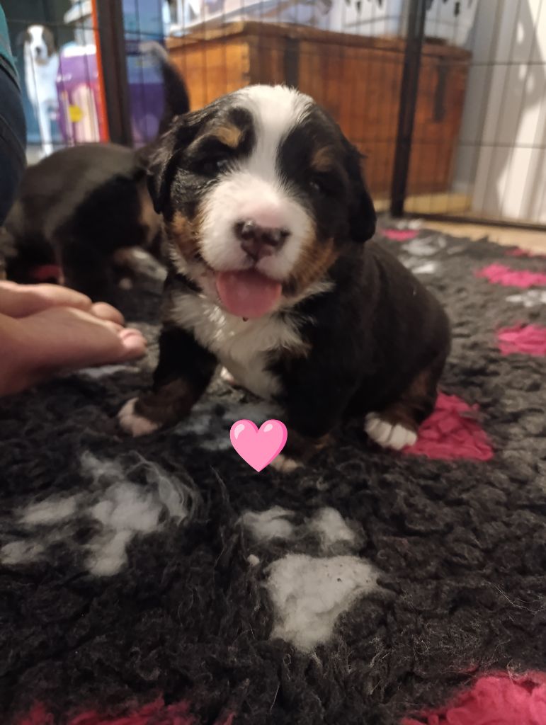du Clan des Pattes Occitanes - Chiots disponibles - Bouvier Bernois