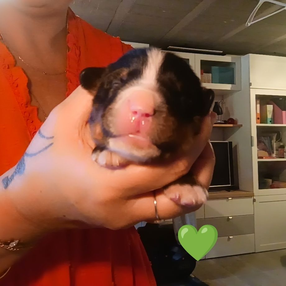 du Clan des Pattes Occitanes - Chiots disponibles - Bouvier Bernois