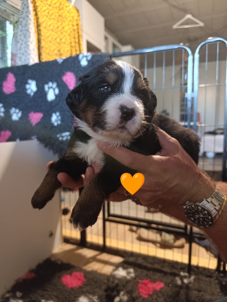 du Clan des Pattes Occitanes - Chiots disponibles - Bouvier Bernois
