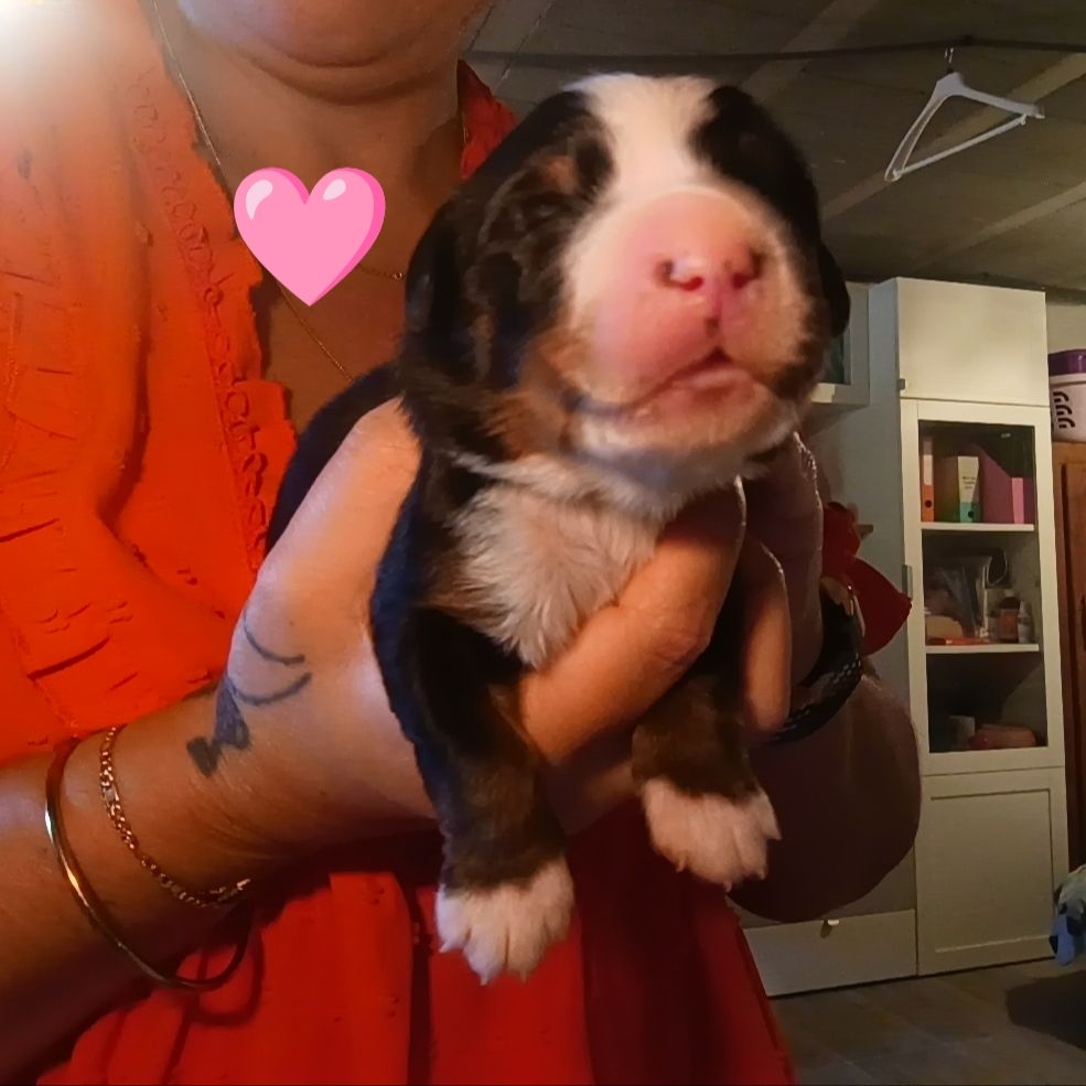 du Clan des Pattes Occitanes - Chiots disponibles - Bouvier Bernois