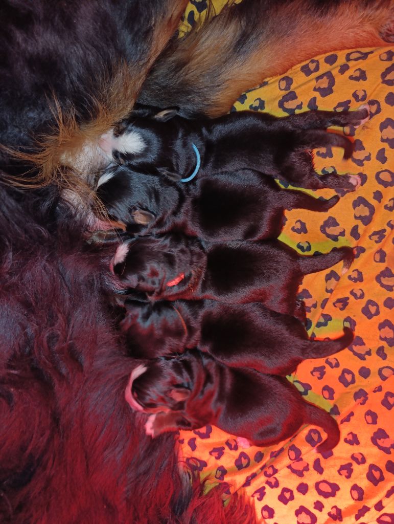 Chiot Bouvier Bernois du Clan des Pattes Occitanes