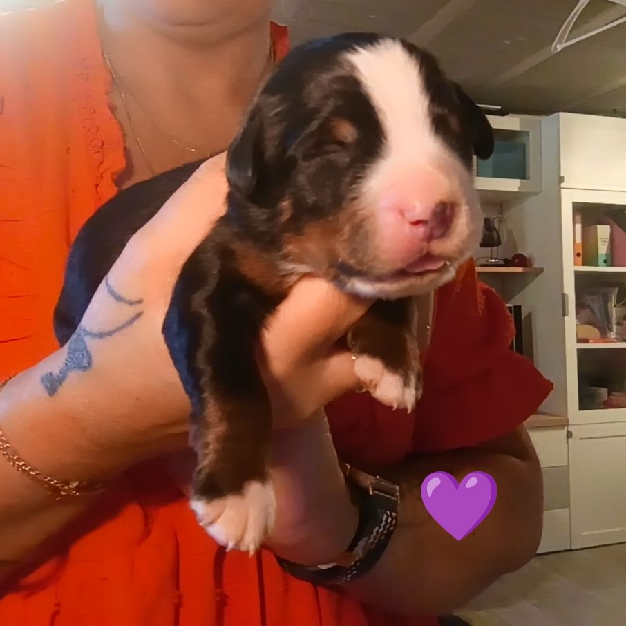 du Clan des Pattes Occitanes - Chiots disponibles - Bouvier Bernois