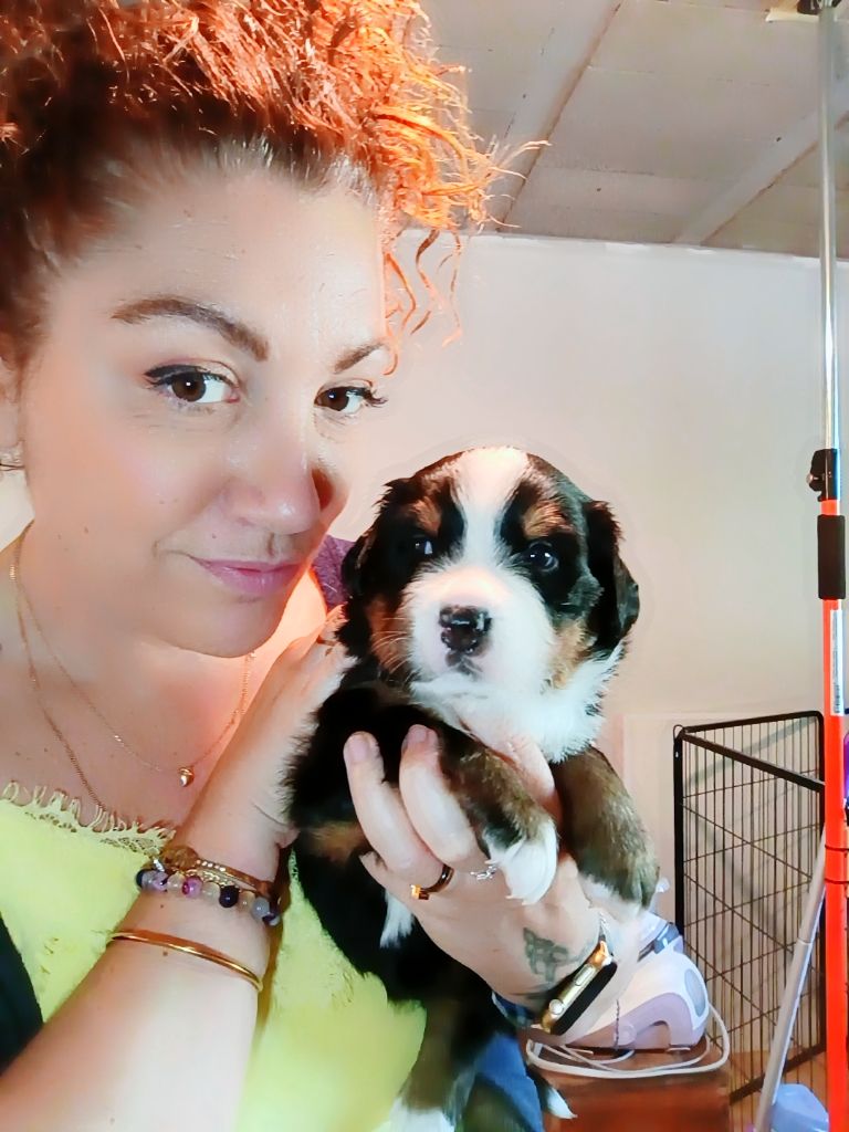 du Clan des Pattes Occitanes - Chiots disponibles - Bouvier Bernois