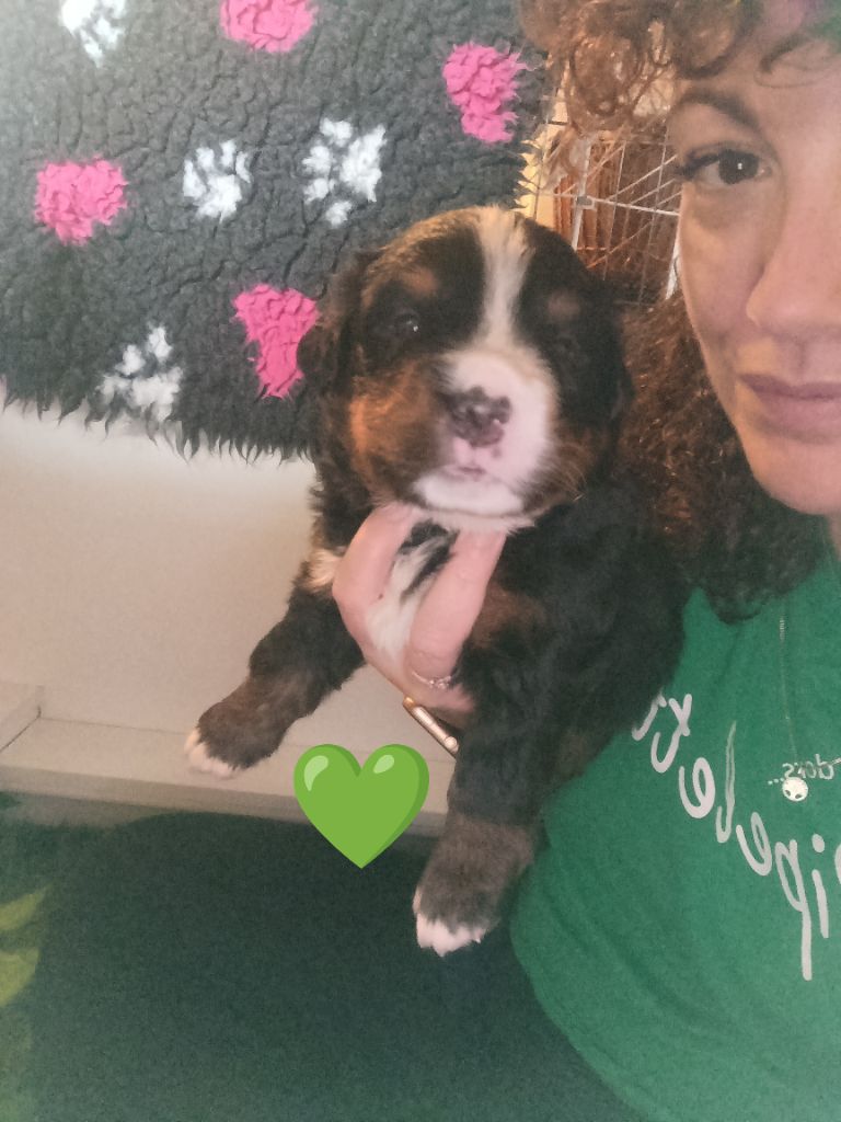 du Clan des Pattes Occitanes - Chiots disponibles - Bouvier Bernois