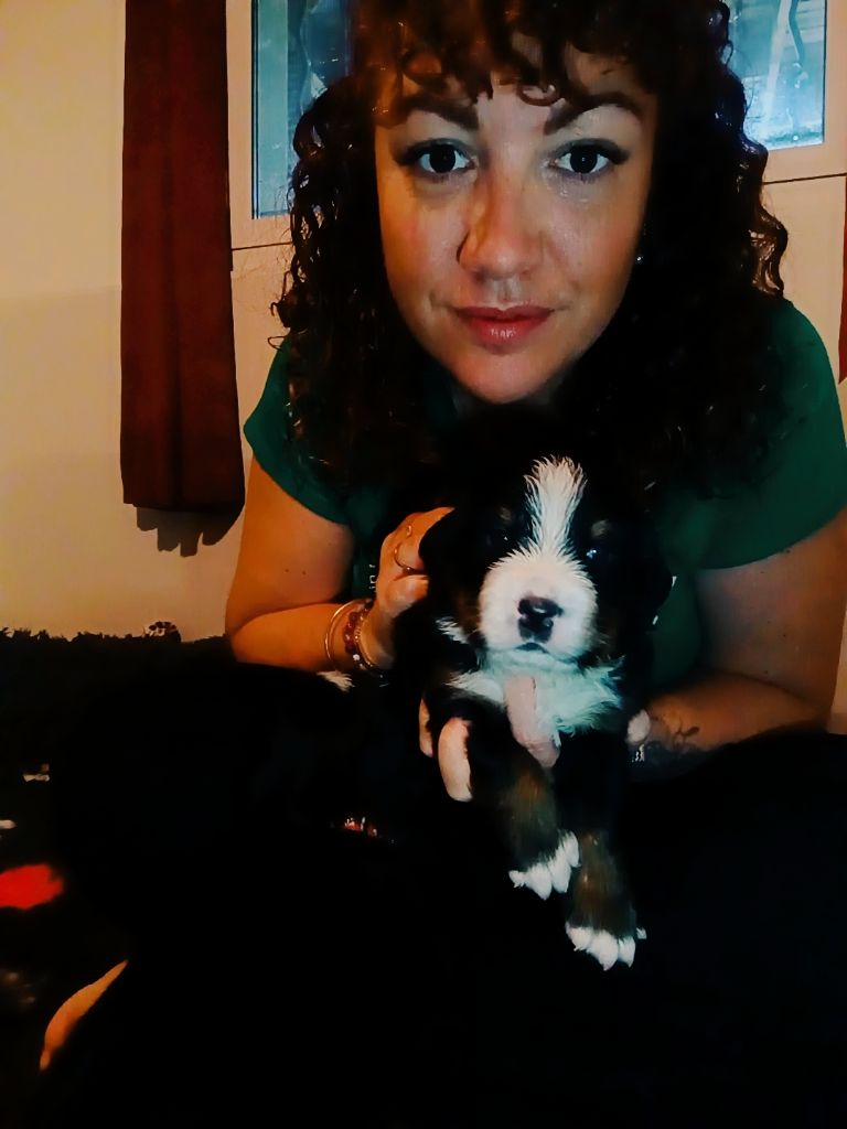 du Clan des Pattes Occitanes - Chiots disponibles - Bouvier Bernois